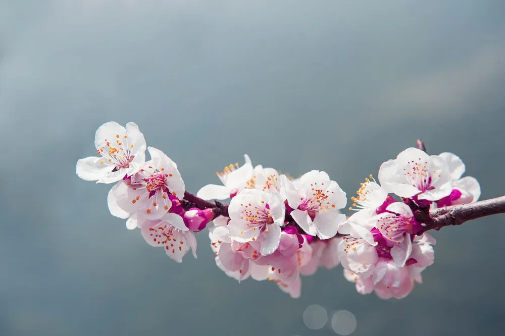 Blossom Women's Group